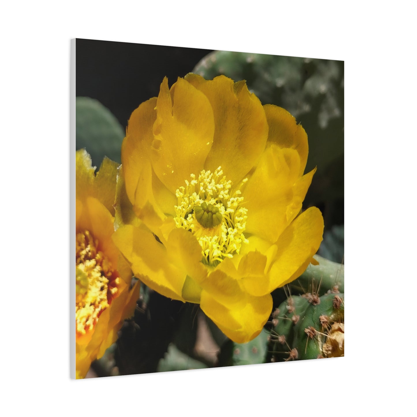 Matte Canvas, Stretched, 1.25"