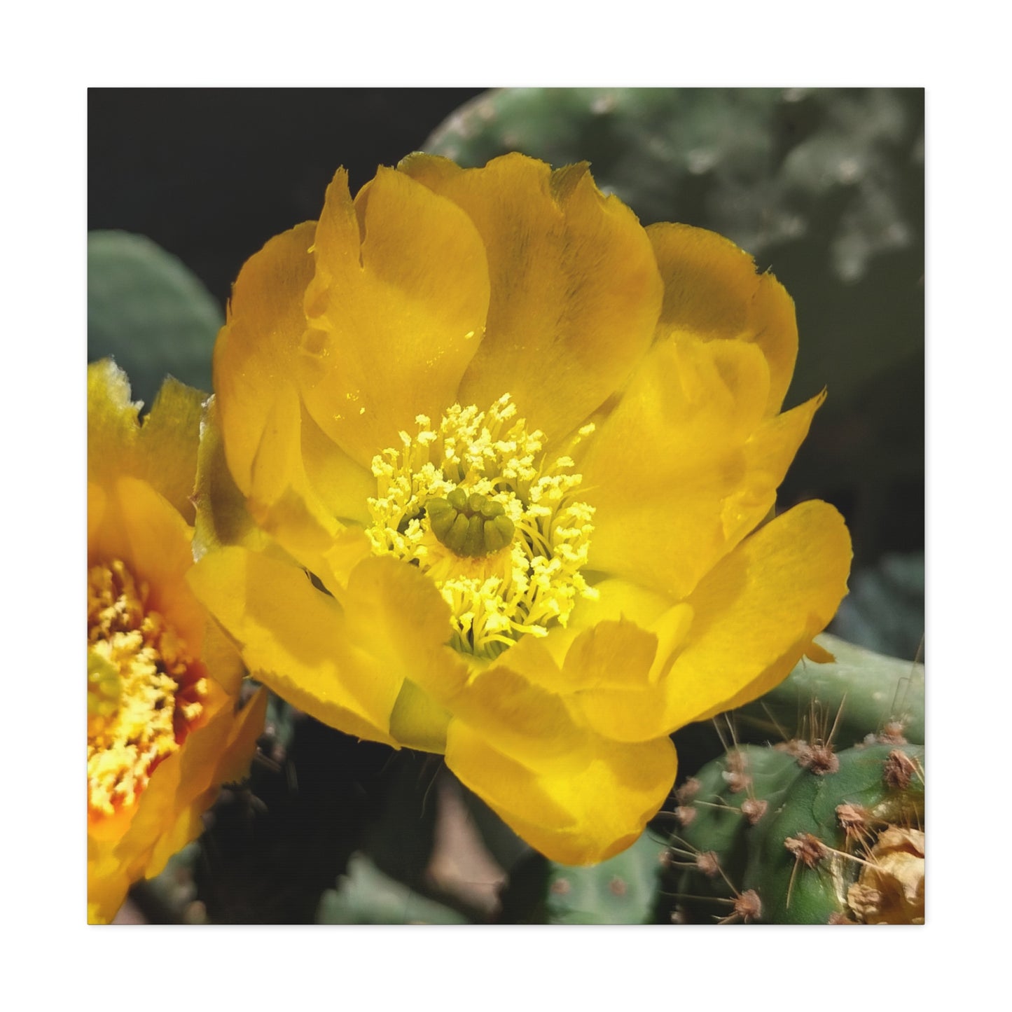 Matte Canvas, Stretched, 1.25"